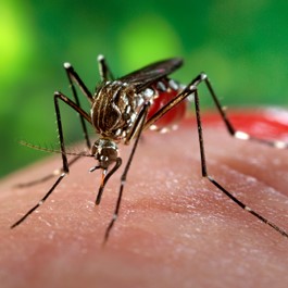 transmisión virus Zika